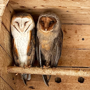 Exhibición de aves Jardín Botánico (miércoles y viernes)